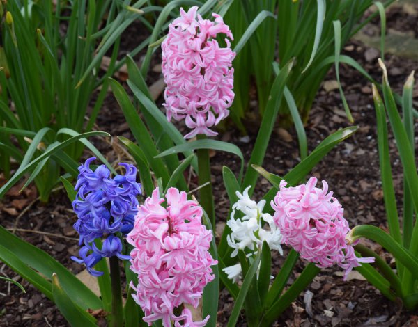 Parkgate Estates - Blog - Spring Clean Your Garden