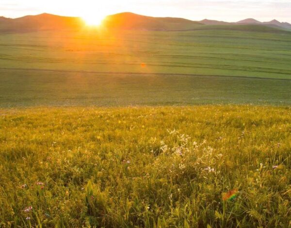 Biodiversity Net Gain