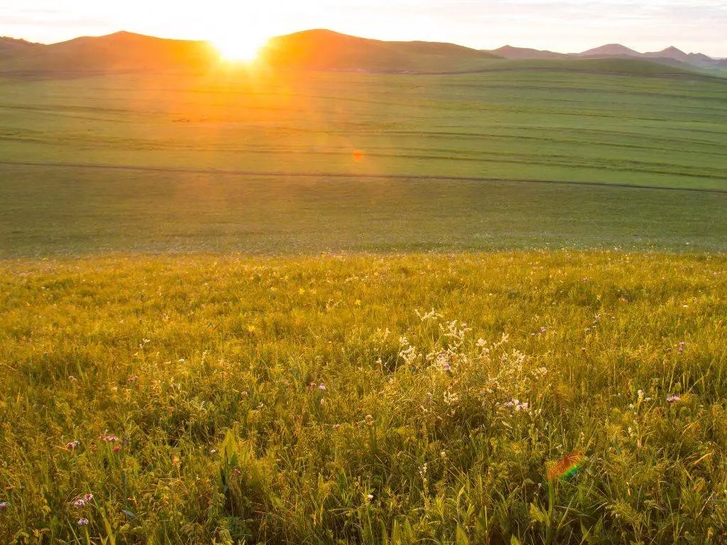 Biodiversity Net Gain