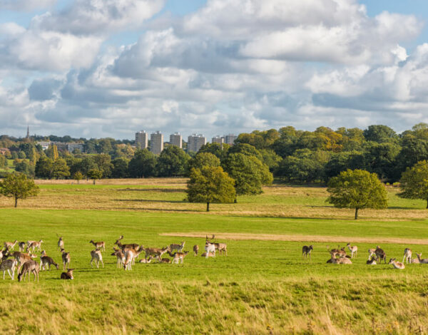 The Ultimate Guide: What to Do in Richmond, London Today