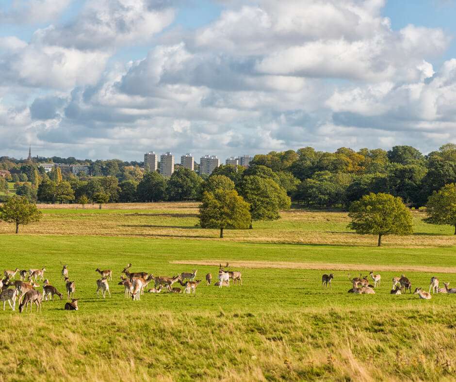 The Ultimate Guide: What to Do in Richmond, London Today